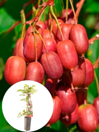Kiwi Baga "Ken's Red (Fêmea)" contentor (P11)