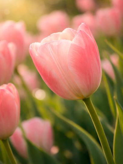 Tulipa "Salmon van Eijk"