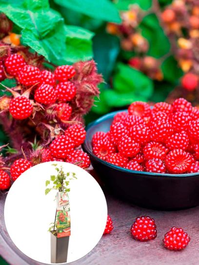 Japanese Wineberry container (P11)