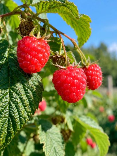 Raspberry ‘Autumn Happy’