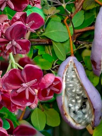 Vigne chocolat "Quinata" conteneur (C3)