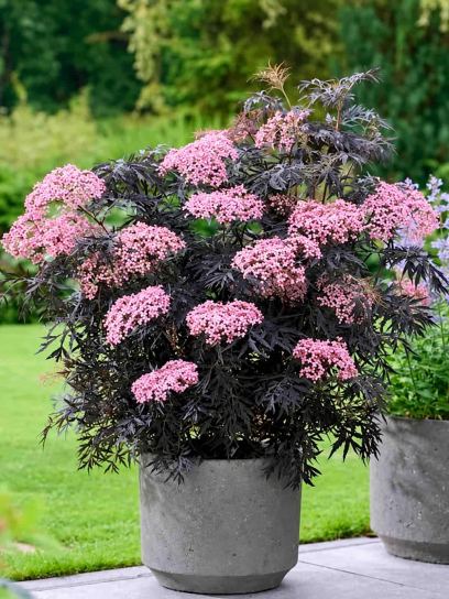 Elderberry "Nigra" container (C3)