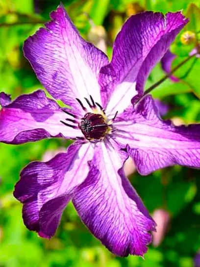 Clematis "Super Nova" container (C2)