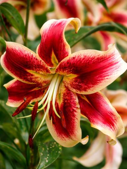 Lilium "Scheherazade"