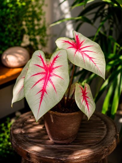 Caladium "Fiesta"