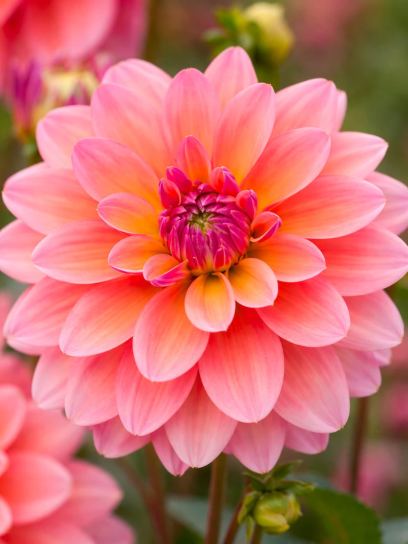Dahlia "Great Silence"
