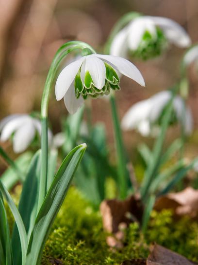 Galanthus "Hippolyta"