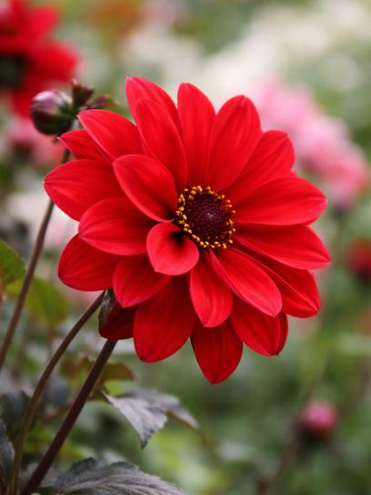 Dahlia "Bishop of Llandaff"