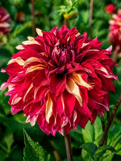 Dahlia "Bohemian Spartacus"