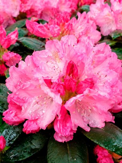 Rododendro yakushimanum "Kalinka" contenedor (P19)