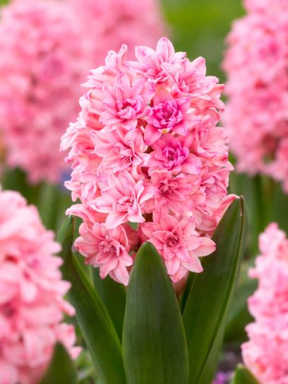 Hyacinthus "Spring Beauty"
