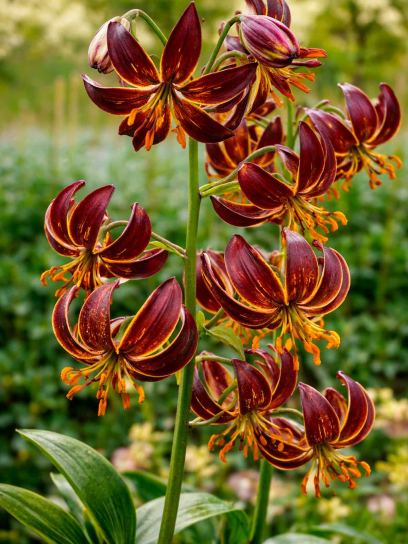 Lilium martagon "Arabian Knight"