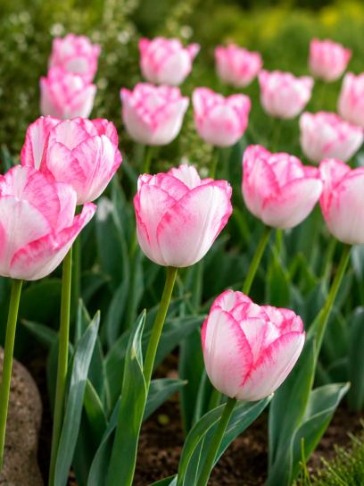 Tulip "Graceland"
