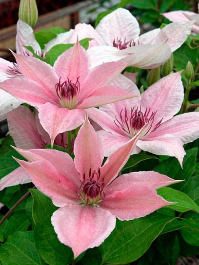 Clematis "Pink Fantasy" container (P14)