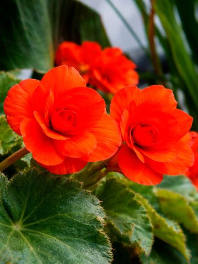 Begonia „Cascade Odorosa Red Sunset”