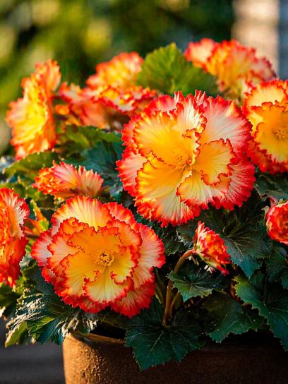 Begonia "Crispa Marginata" -Yellow Red-