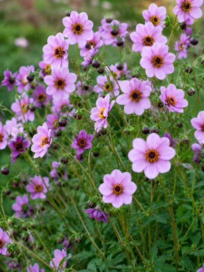 Dahlia merckii
