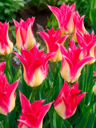 Tulp "Love Story"