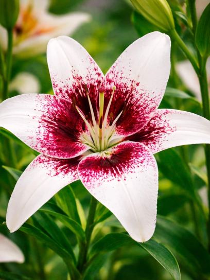 Lilium "Tribal Kiss"
