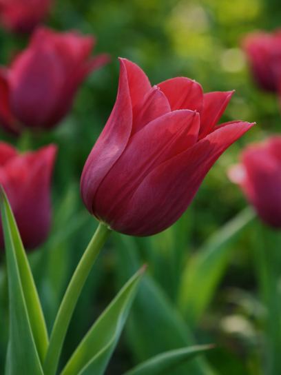 Tulipa "Merlot"