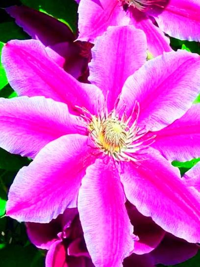 Clematis "Nelly Moser"