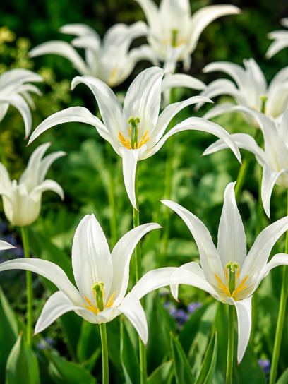 Tulipa "Health Care"