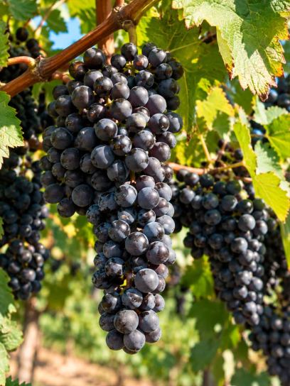 Grape ‘Dornfelder’
