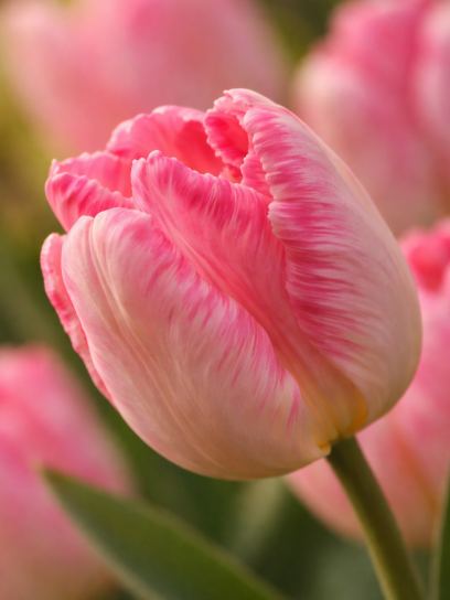 Tulipa "Silver Parrot"