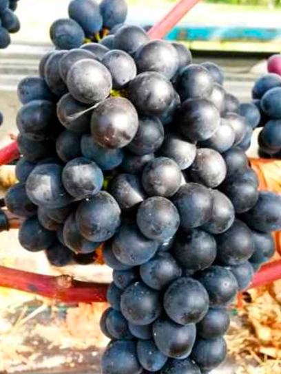 Grape "Nero" container (C3)