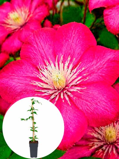 Clematis "Ville de Lyon" container (P15)