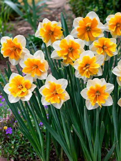 Narcis "Orangery"