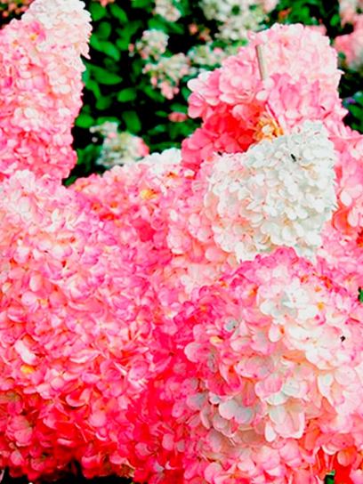 Panicle hydrangea `Pink Lady` container (P9)