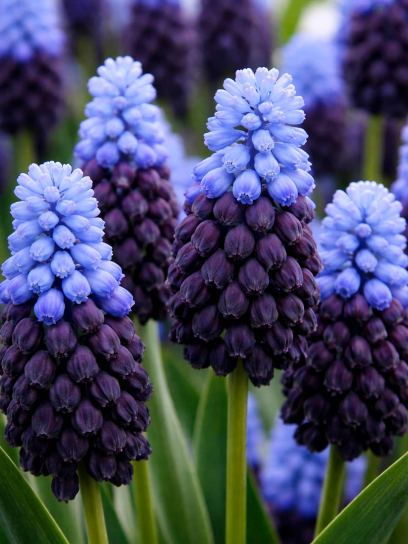 Muscari latifolium