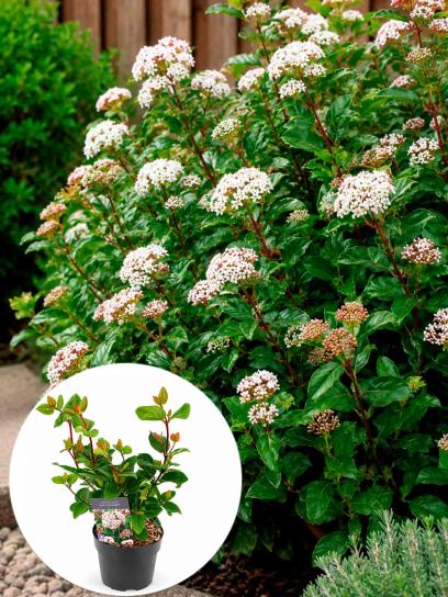 Viburnum tinus "Rock & Rolla"® contenitore (Р17)