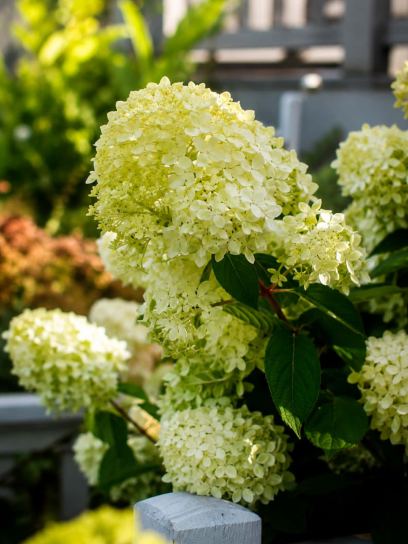 Hydrangea paniculata "Whitelight" ®