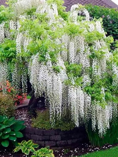 Japanese Wisteria "Alba" container (C3)