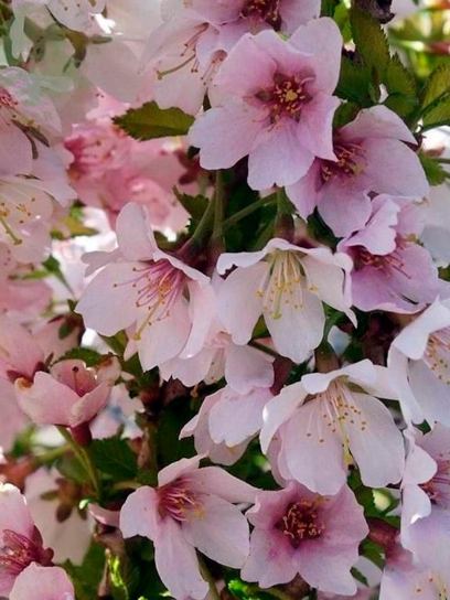Flowering Cherry "Kojou-no-mai" container (C3)