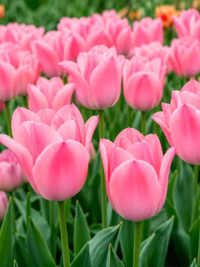Tulipa "Bella Blush"