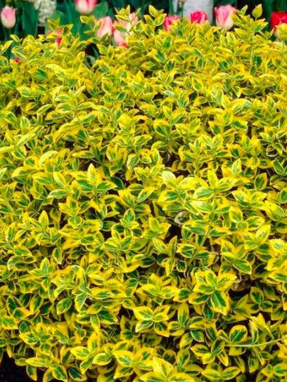 Spindle "Emerald'n Gold" container (P0.5)