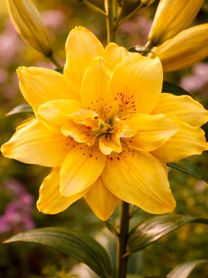 Lilium "Fata Morgana"