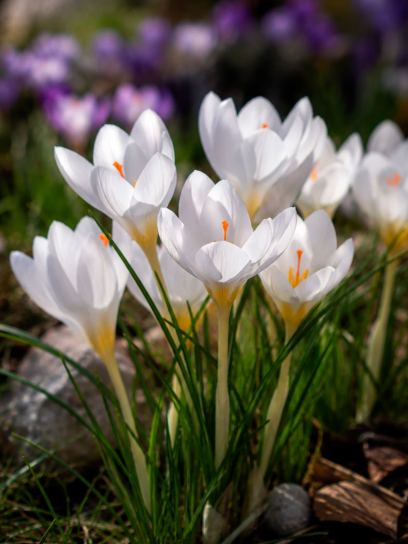 Crocus pulchellus "Zephyr"