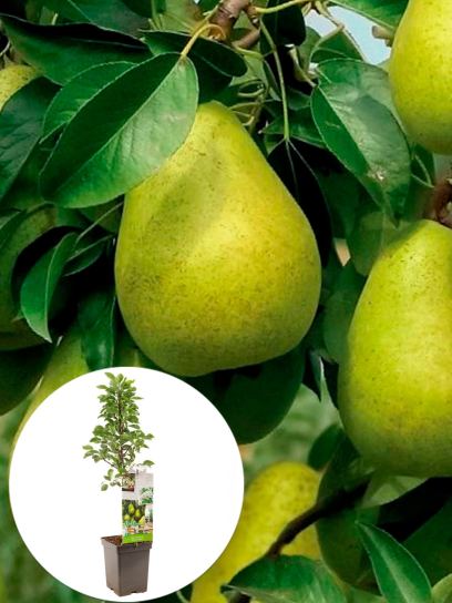 Pear "Groene" container (P18)
