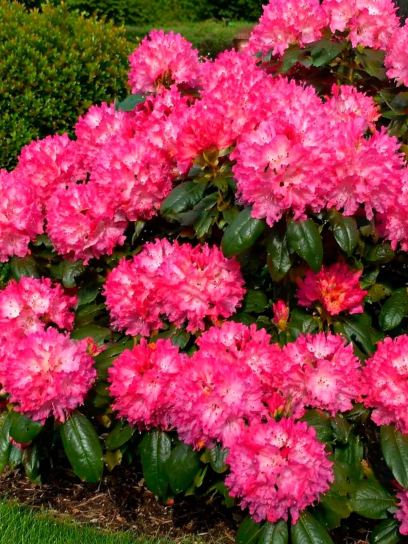 Rhododendron-Hybride ◊Germania“ Container (P19)