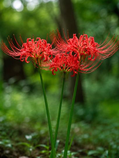 Lycoris radiata