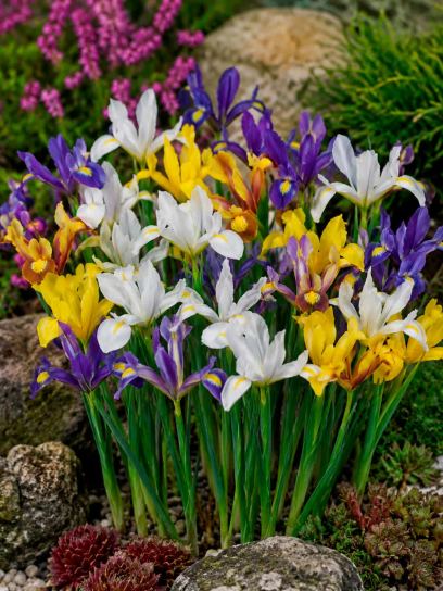 Iris reticulata -mix-