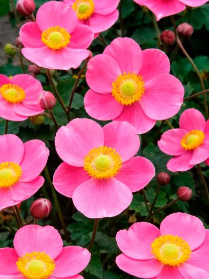 Anemone hybrida "Hadspen Abundance"