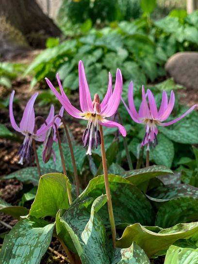 Erythronium dens-canis "Pink Perfection"
