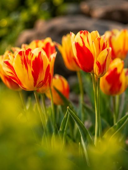 Tulipa "Wonder Club"