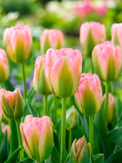 Tulp "Groenland"