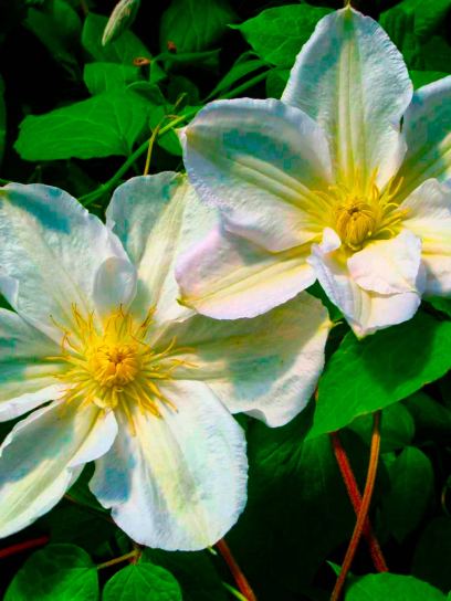Clematis "Madame le Coultre" container (C2)